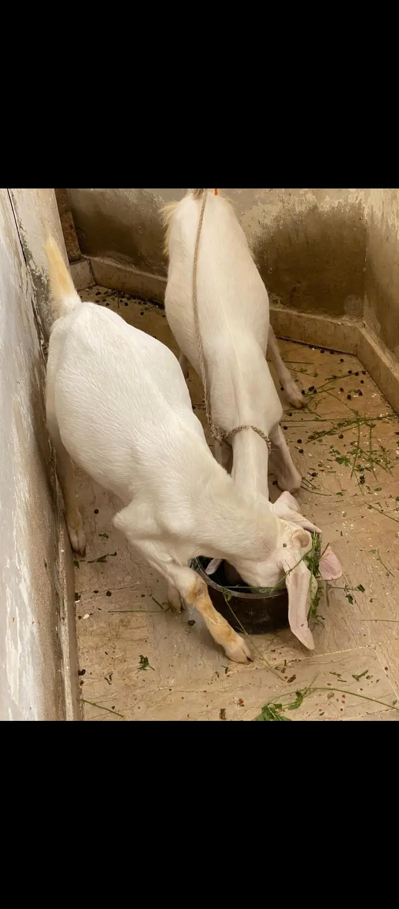 Gulabi/tapra blue eyes bakra bakri — photo 6