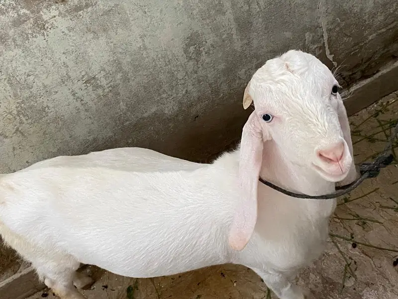Gulabi/tapra blue eyes bakra bakri — photo 7