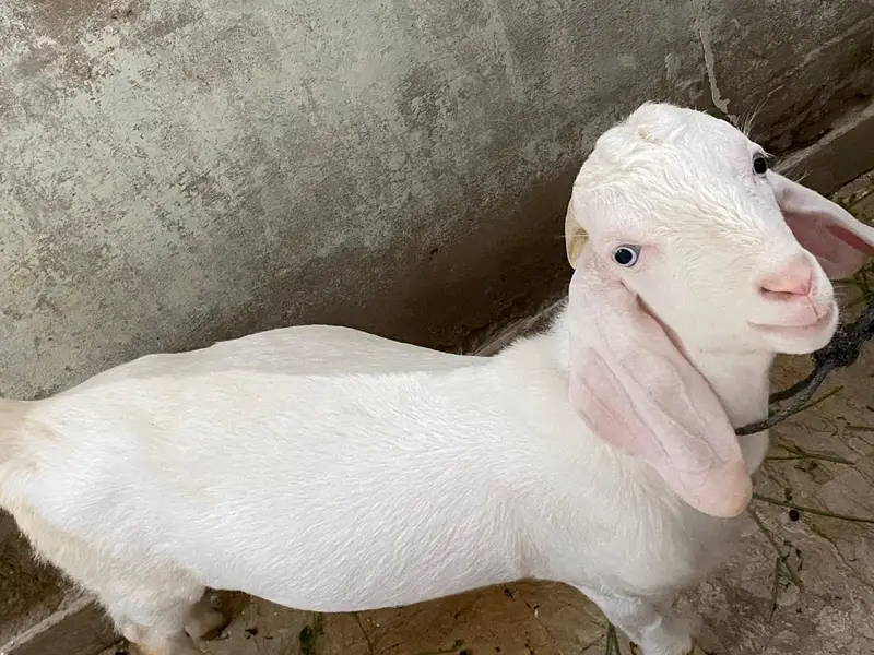 Gulabi/tapra blue eyes bakra bakri — photo 8