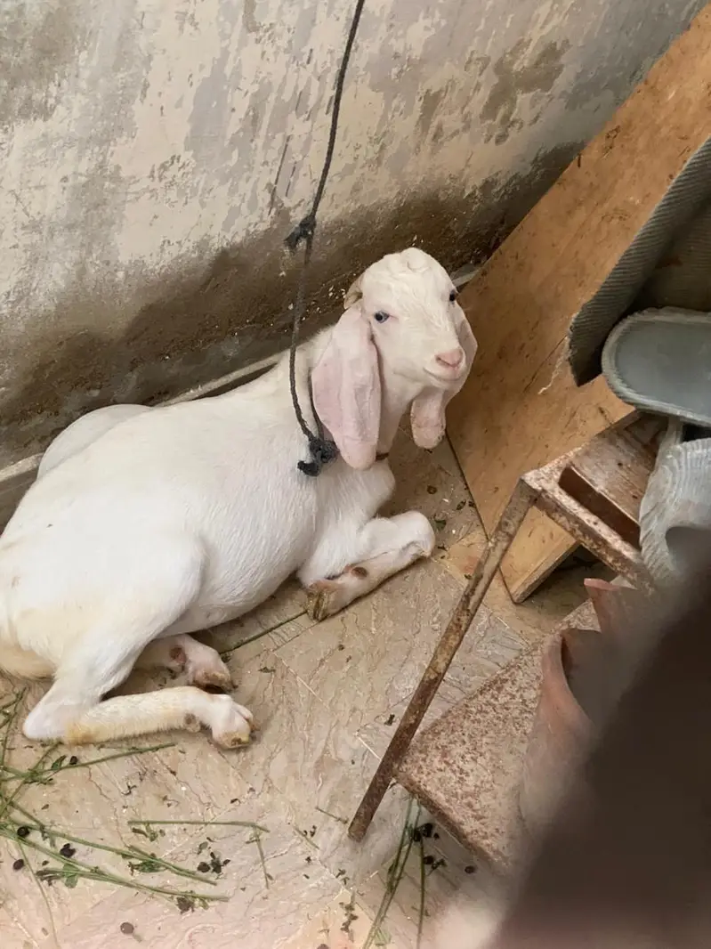 Gulabi/tapra blue eyes bakra bakri — photo 9
