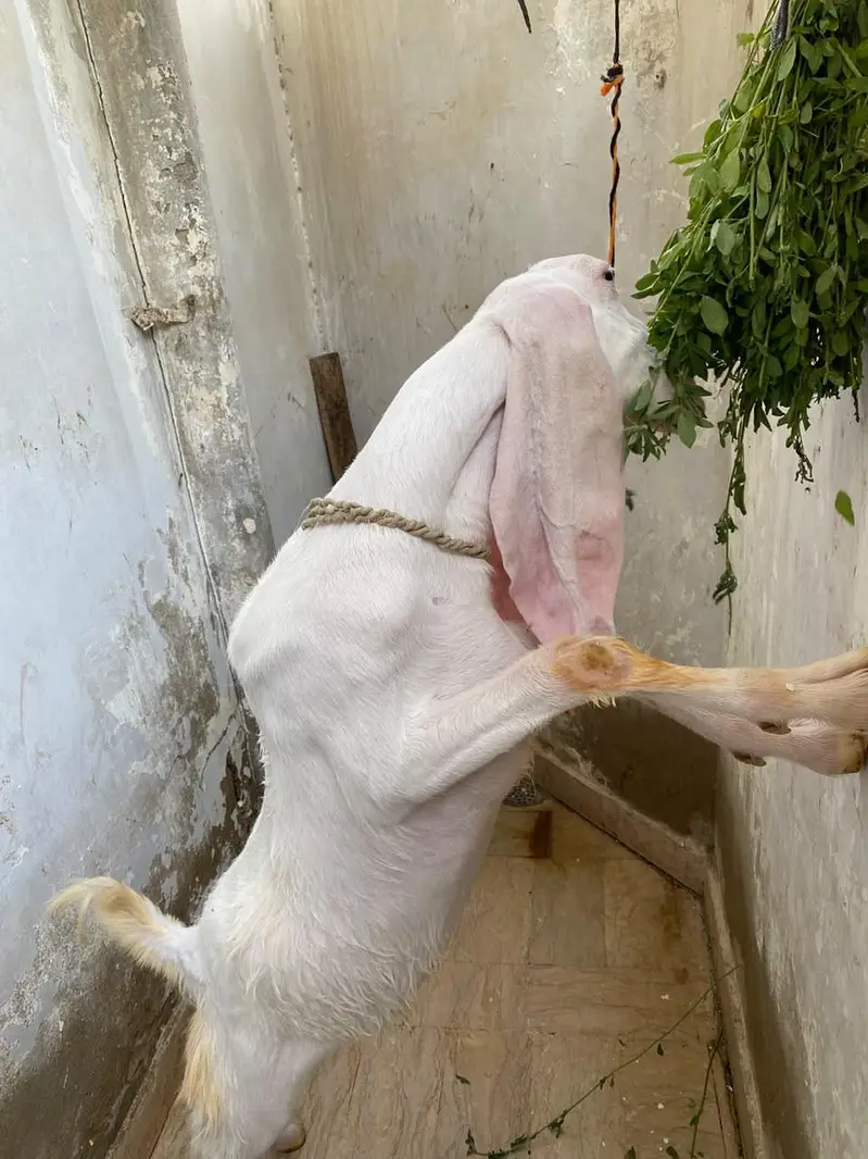 Gulabi/tapra blue eyes bakra bakri — photo 10