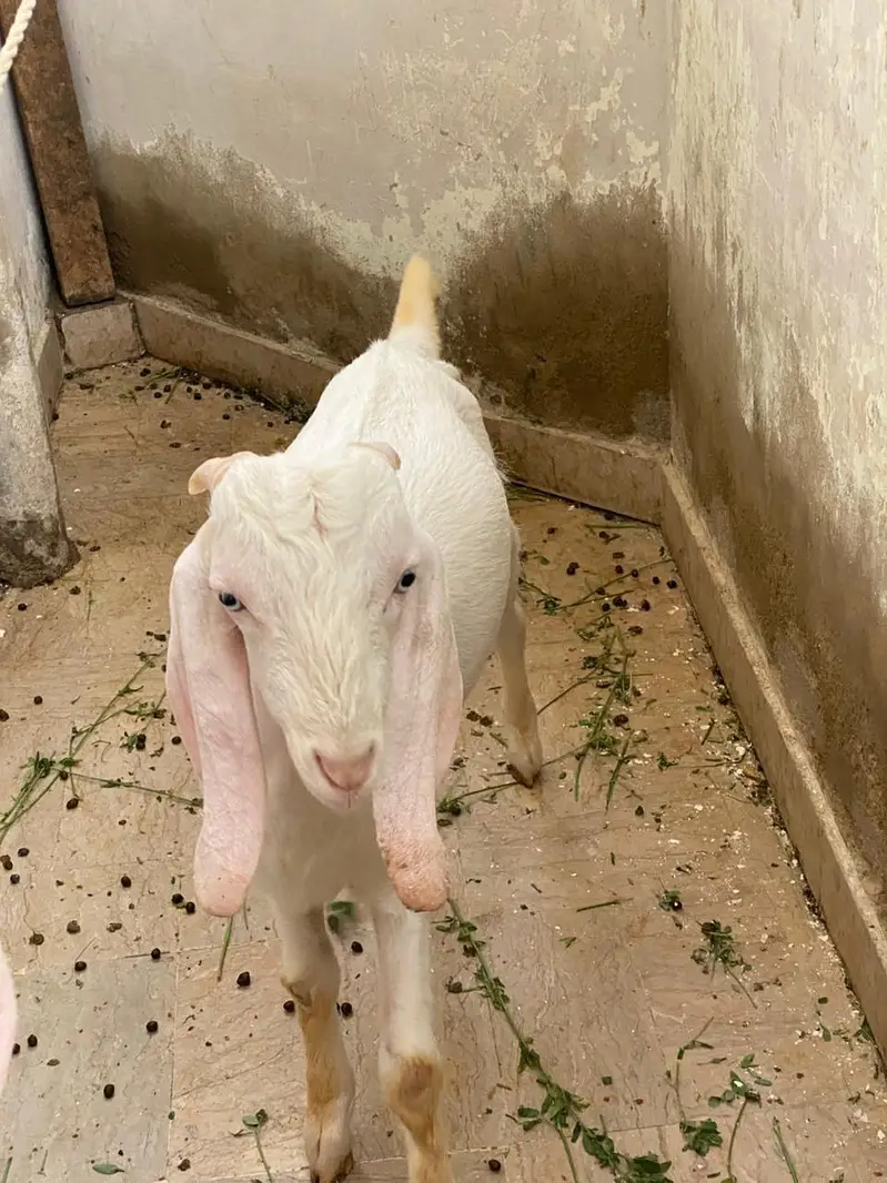 Gulabi/tapra blue eyes bakra bakri — photo 11