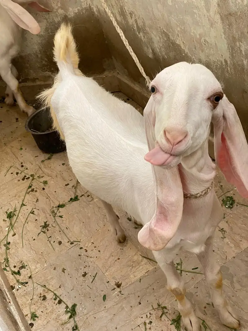 Gulabi/tapra blue eyes bakra bakri — photo 12