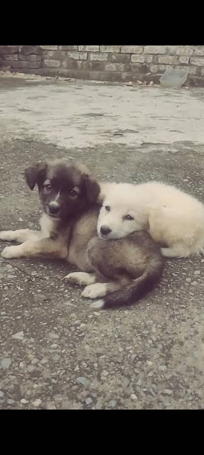 Pista puppy Dog, pair