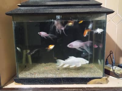 Aquarium For sale with Fishes