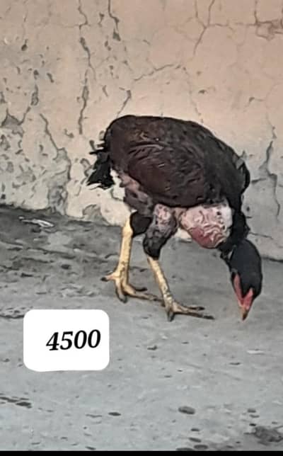 Aseel kurak murgiyaan