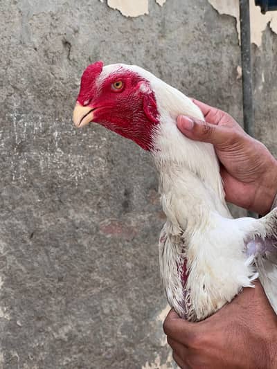 aseel hen in cheap price