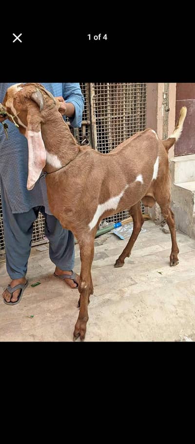 dumba Bakra palai service available