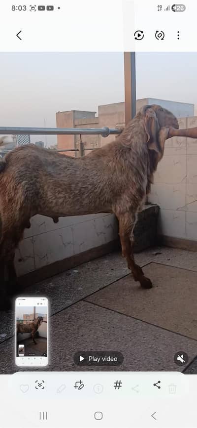 Makhi chena Breeder