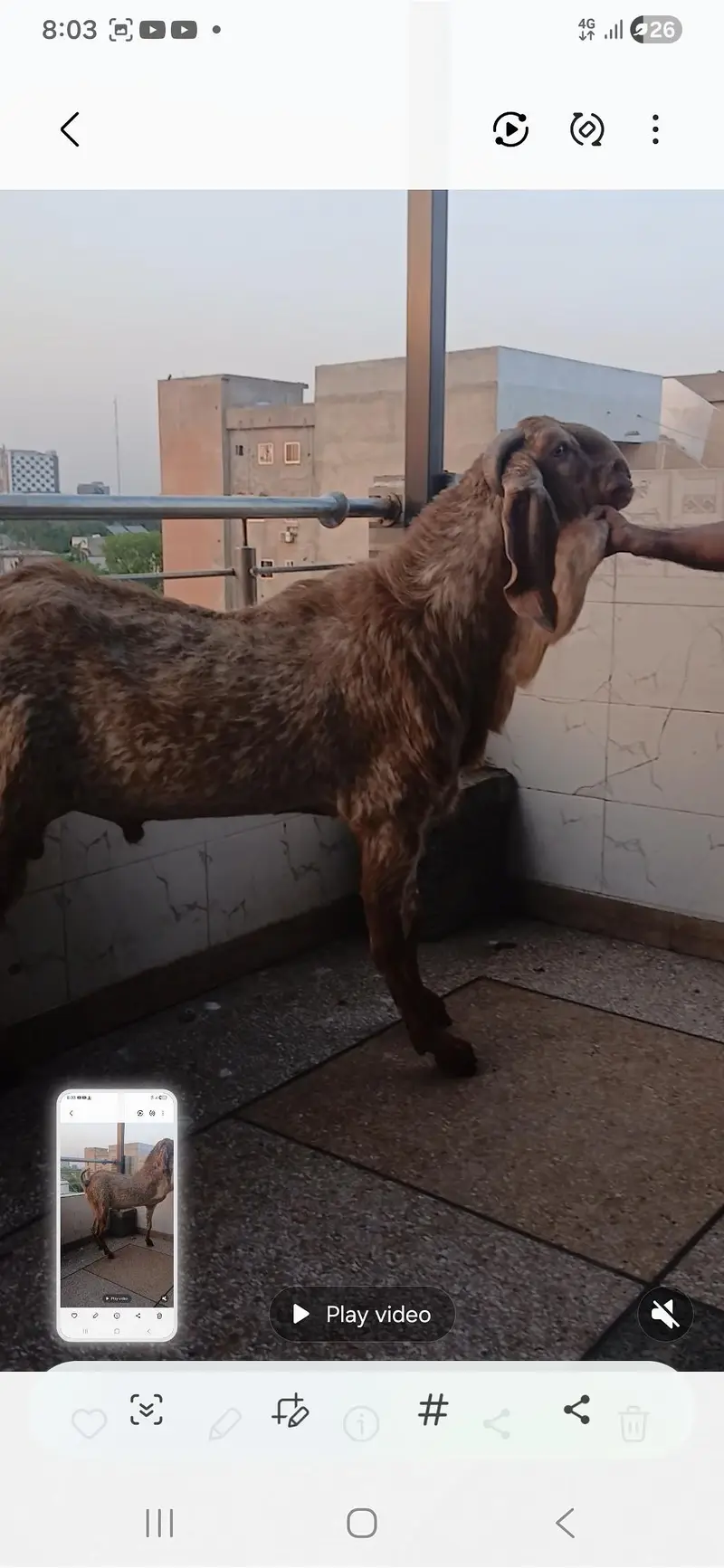 Makhi chena Breeder — photo 2
