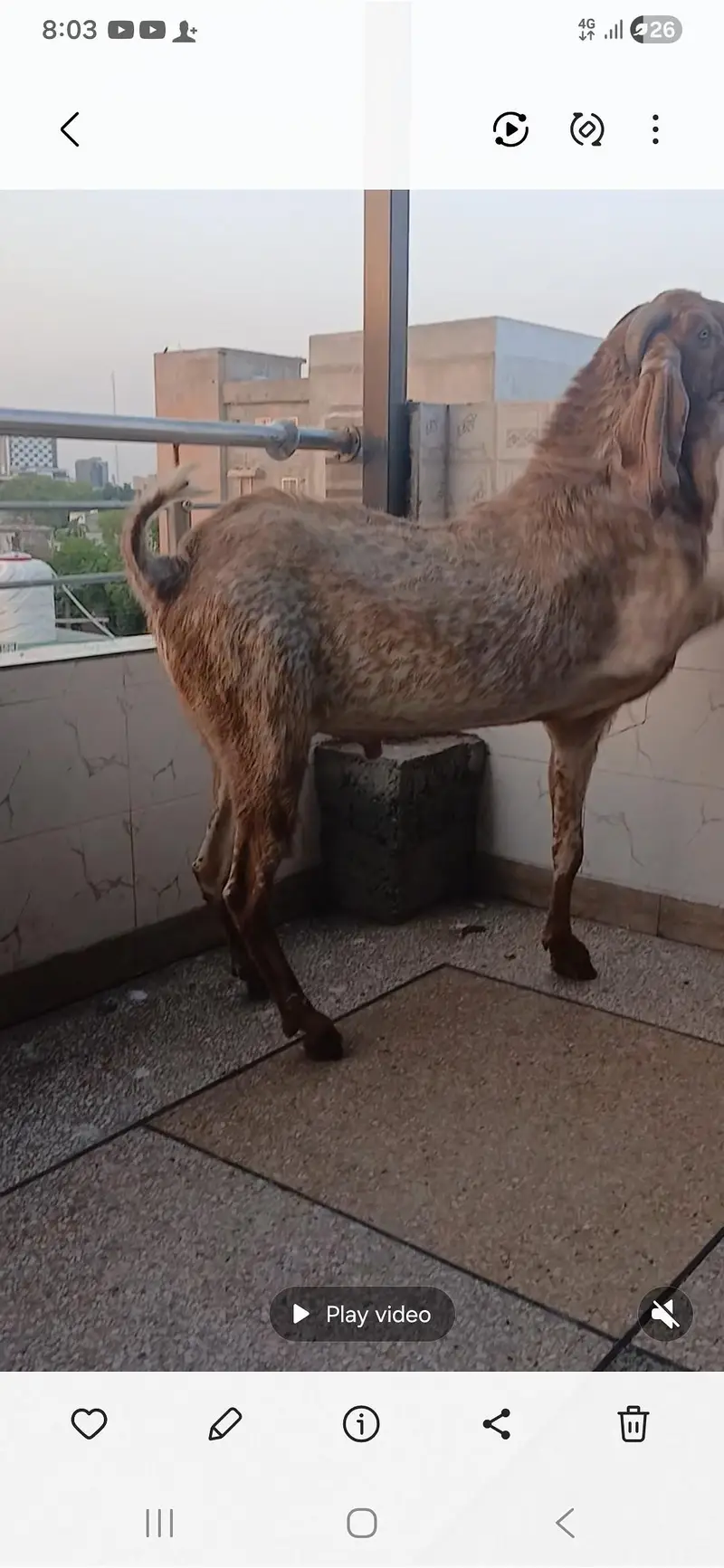 Makhi chena Breeder — photo 3
