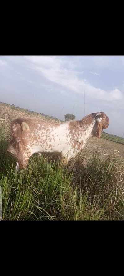 Makhi cheeni Breader Bakra.
