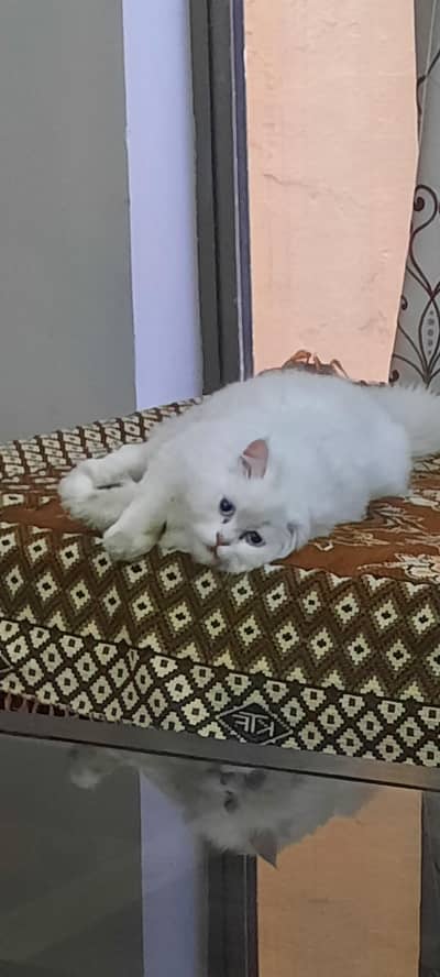 persian cat