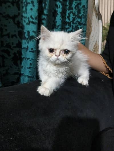 cat for sale