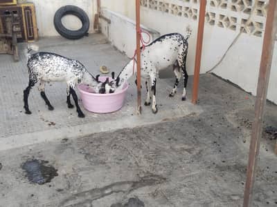 barbari bakri with kids male tetty tapra Bakra breeder