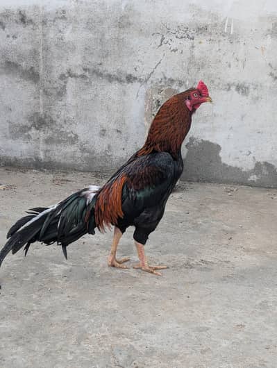 breeder murga