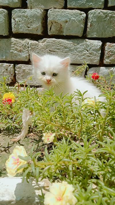 white cat