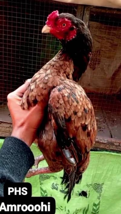 Aseel breeders chicks n eggs