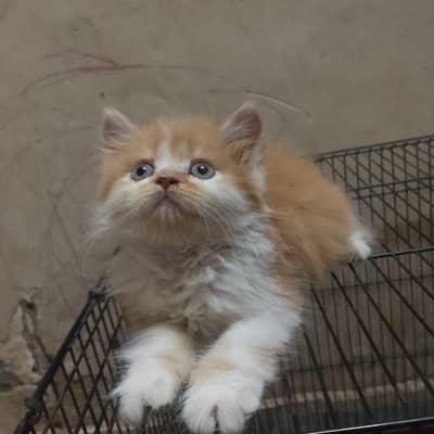 Persian kitten