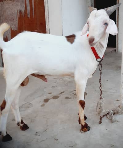 10 Months Male Goat white eyes  Healthy and Active . . MashaAllah