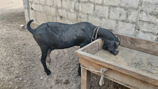 beetal bakri gulabi