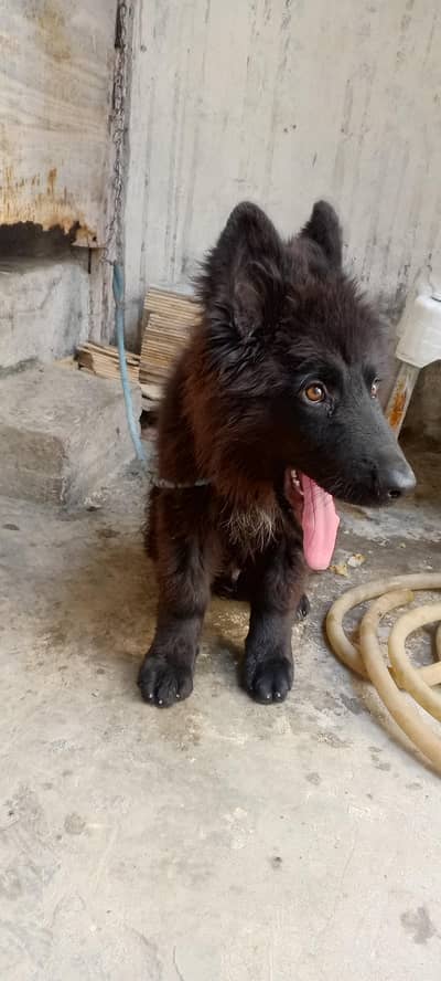 black Shepherd 2.5 months
