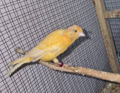 Canary Breeder pair