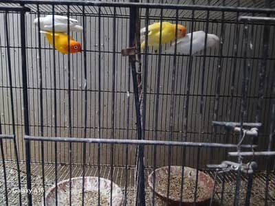 lovebirds