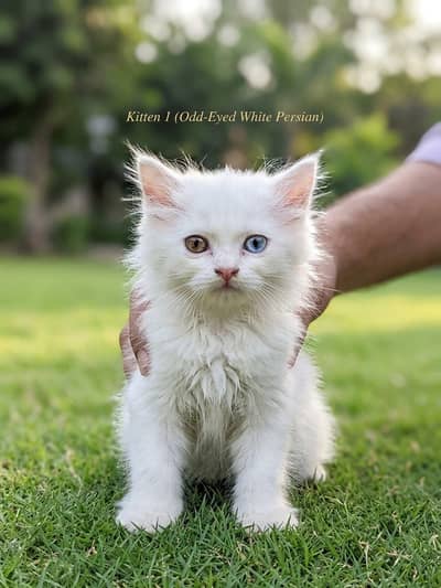 Premium Persian Kittens for Sale (3 Months Old]