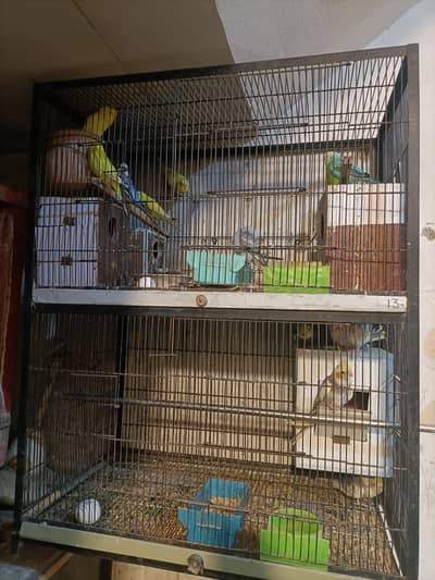 cocktail with Australian parrot sale with cage