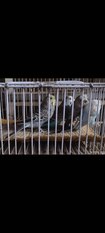 budgie