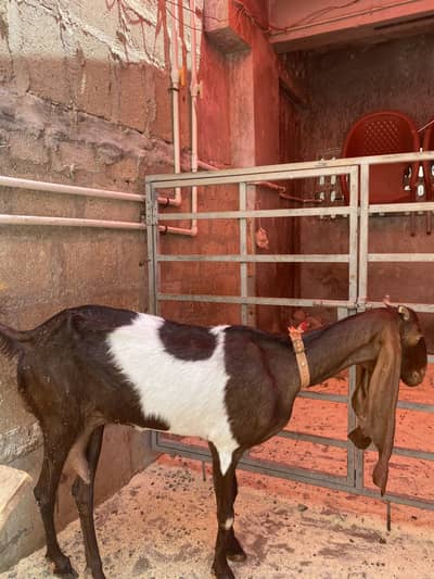 bakri 4 dant