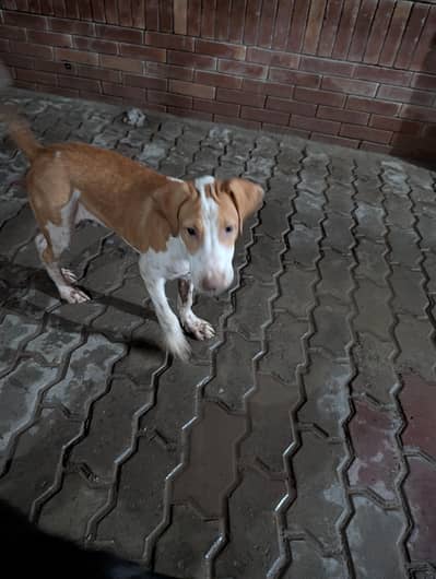 hey there I am selling my bully bulterior