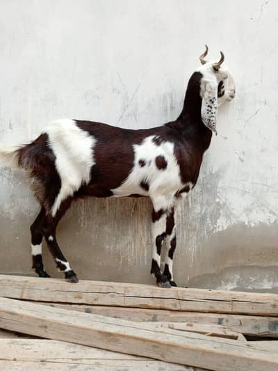 bakri / goat