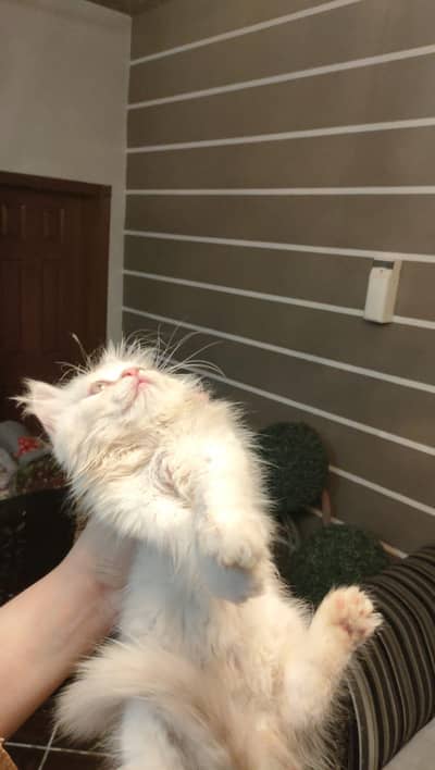 Persian Kitten Available