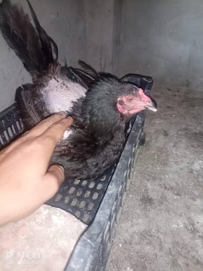 kurrak hen 03004149729