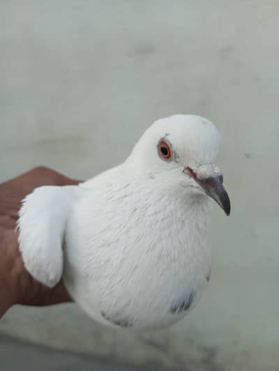 safaid lathie female with chick available