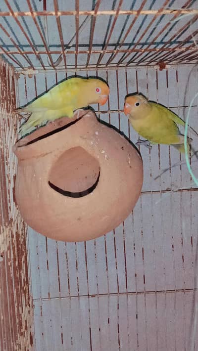 love birds male and female