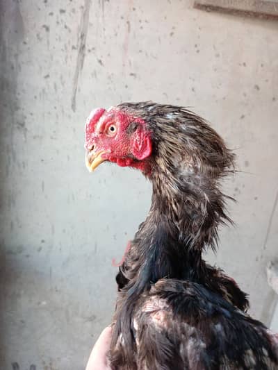 High Quality Aseel & Shamo Birds Available for Sale
