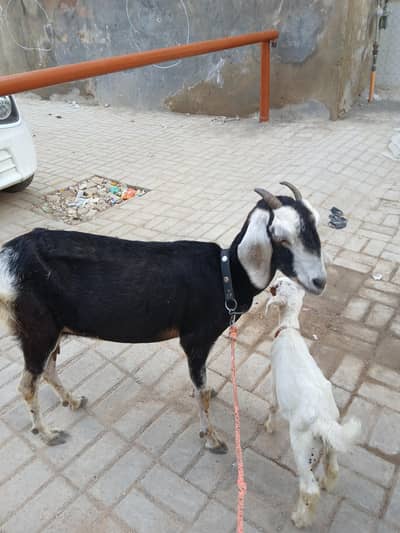 `بیتل کراس بکری بچے سمیت برائے فروخت | Doodh Wali Bakri With Kid