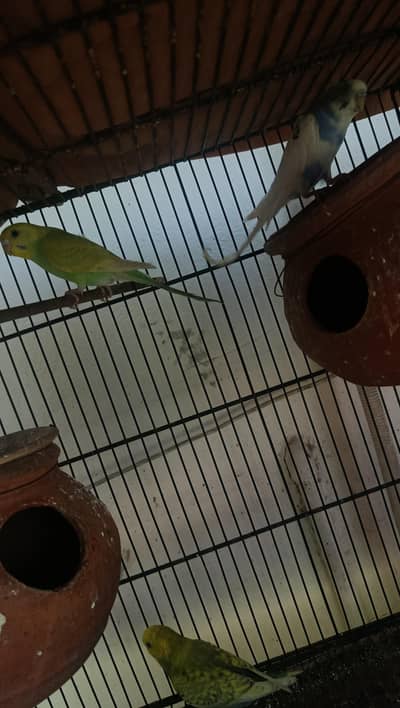 With Discount 4 Budgie pair available in wah