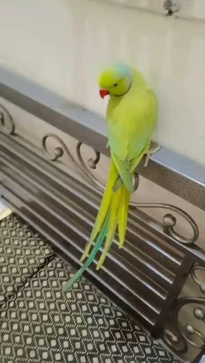 Green talking Parrot  mithu