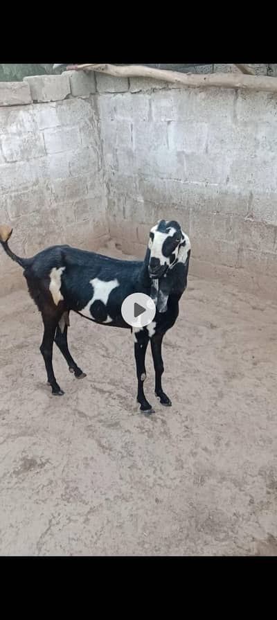 Amsari Pure Bettle goat