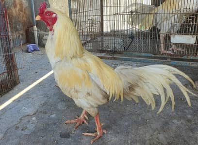 white Aseel male