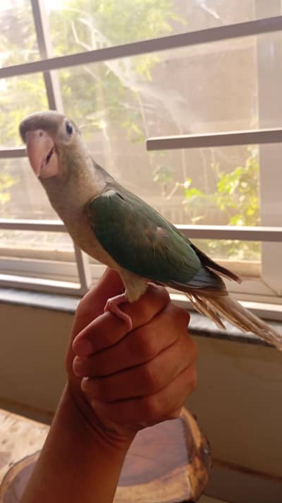 Blue cinnamon conure (hand tamed) for sale