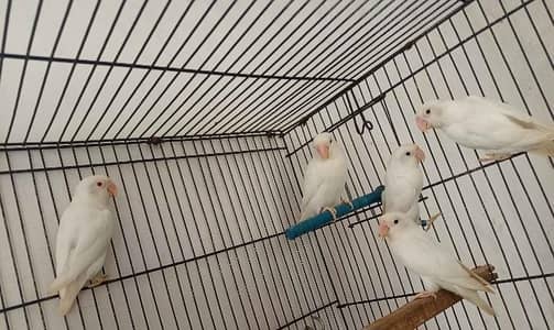 Albino lovebird pairs