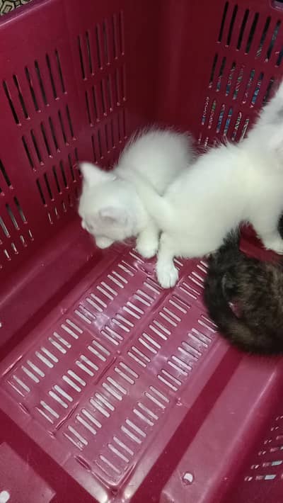 Persian kitten
