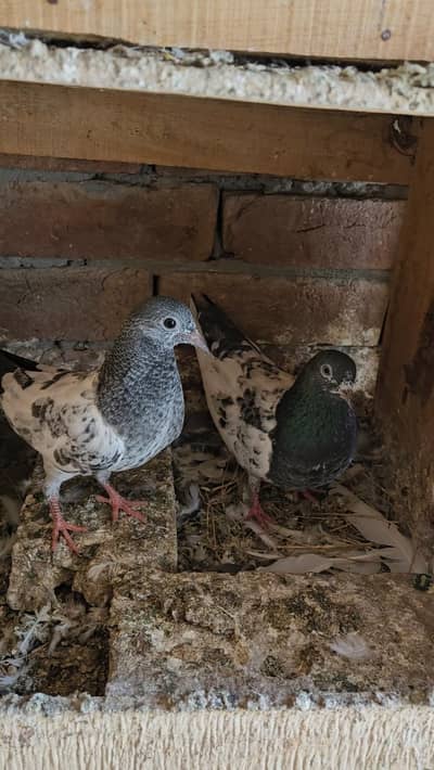 Ferozpuri breeder pair