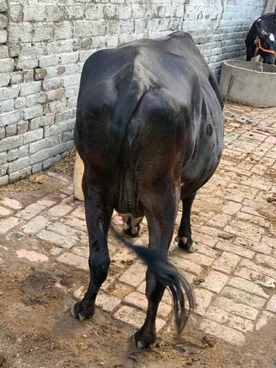 cow, daily 3kilo doodth daity