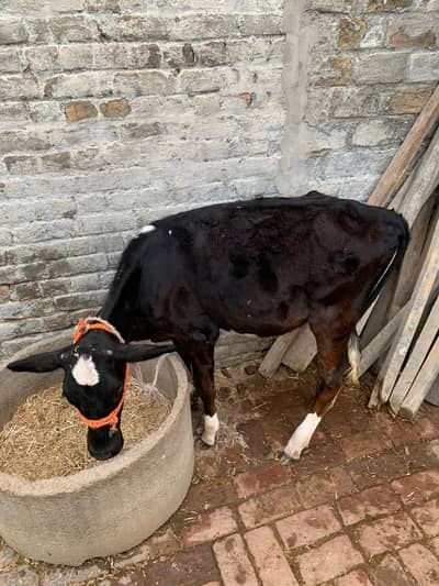 1 year cow bachra (female)